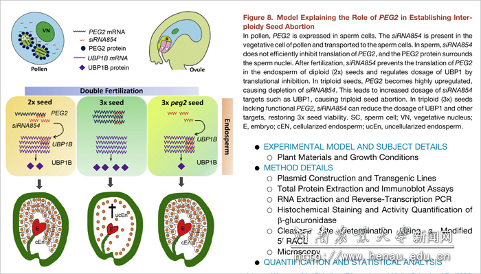 雄配子siRNA跨代表观遗传调控植物合子胚生殖障碍的作用模型 雄配子siRNA跨代表观遗传调控植物合子胚生殖障碍的作用模型